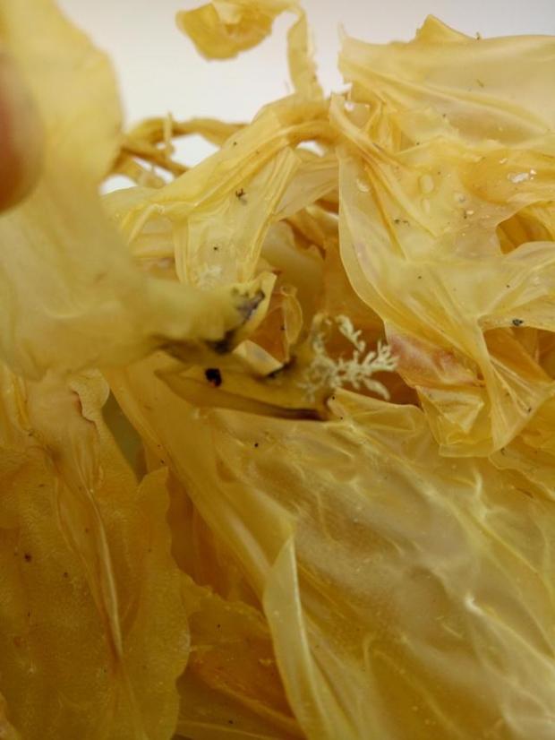 潮汕养胃 野生佛祖菜 油菜 佛手菜 面菜 赤菜包邮汕尾特产50克