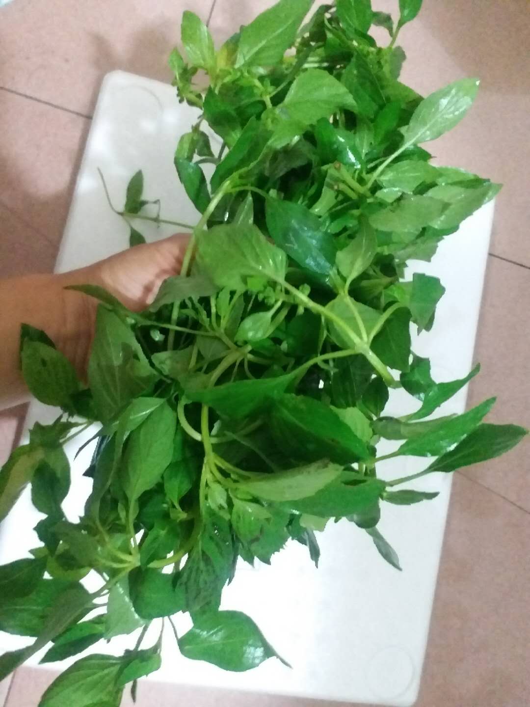 新鲜薄荷叶 汕尾擂咸茶工具海丰陆河客家特产 擂茶配料 包邮