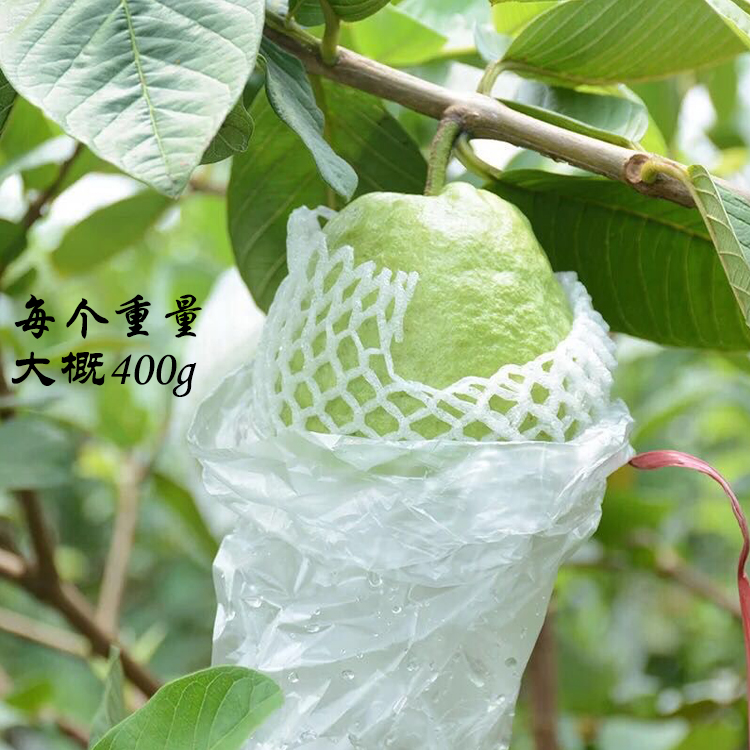 广东潮汕特产新鲜白心芭乐水果现摘番石榴木仔细籽水果孕妇食用果