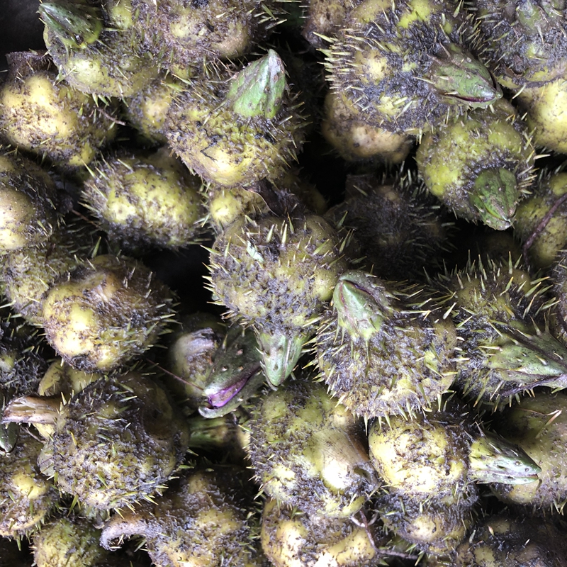 2018潮州东凤下张新鲜鸡头米芡实米苏南苏芡500克买2送半斤包顺丰