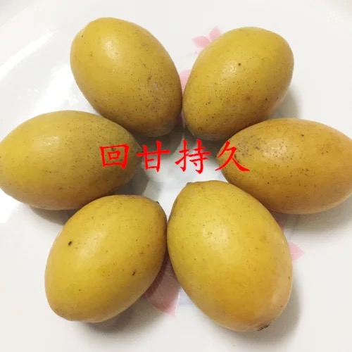 潮汕青橄榄火夫埠新鲜采摘橄榄果孕妇清胎毒生吃青果橄榄500g包邮