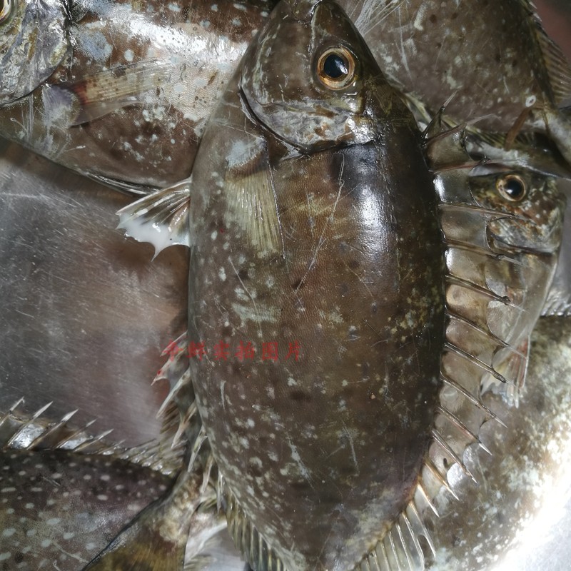 野生泥猛鱼 潮州娘挨鱼篮子鱼 臭肚黄斑蓝子鱼 海鲜 送酸梅500G