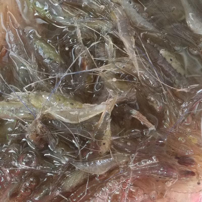 野生新鲜小白虾 海虾 小明虾 活小对虾 250g小河虾 水产钓鱼小虾