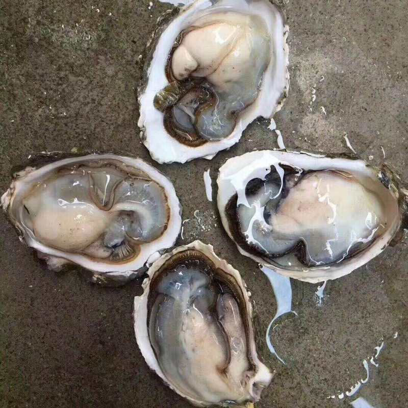 鲜活生蚝带壳海蛎子 野生新鲜海鲜水产贝类烧烤带壳牡蛎 1份250克