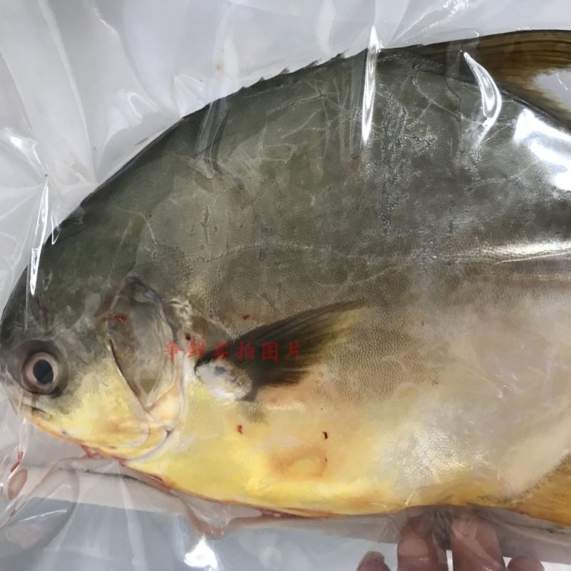 海鱼新鲜金鲳鱼深海金鲳鱼新鲜鱼鲜活水产鲳鱼500g