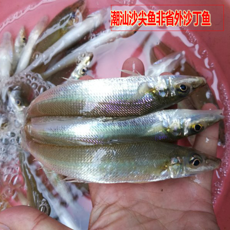 潮汕野生沙尖鱼 非外地沙丁鱼 野生海鱼 可配杂鱼煲 送潮汕小芹菜