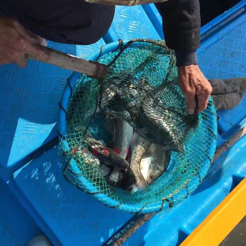 野生大海鲈鱼海钓七星大鲈鱼海鱼白鲈鱼当天钓获1-7斤 拍前问客服