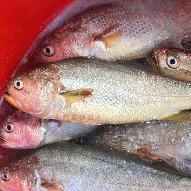 鲜活黄花鱼深海鱼新鲜海鱼 海鲜冷冻大黄鱼 黄花鱼蒜瓣肉500g