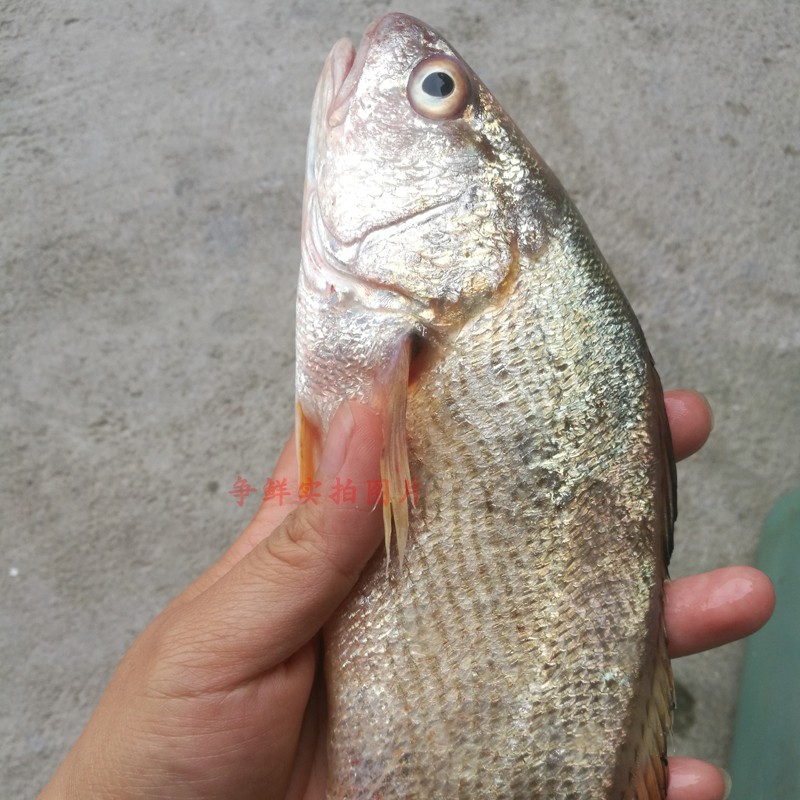 当天海钓野生黄姑鱼 野生海鱼赤实鱼 小黄鱼鲜活 黄婆鸡 6-9两