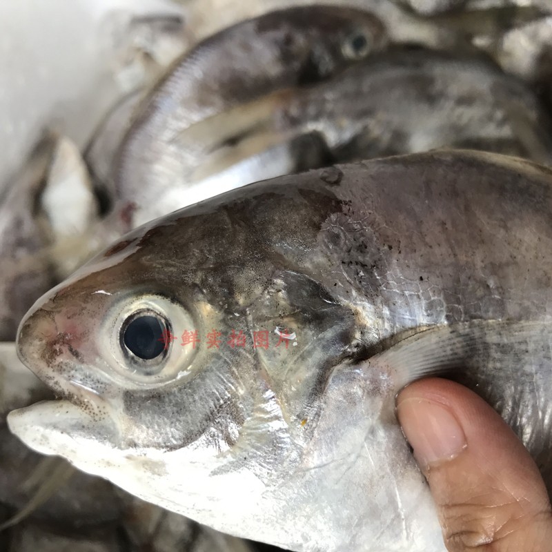 争鲜海鲜 南美鲳平鲳肉鲳南鲳新鲜野生鲳鱼外海鲳鱼仓鱼昌鱼海鲜