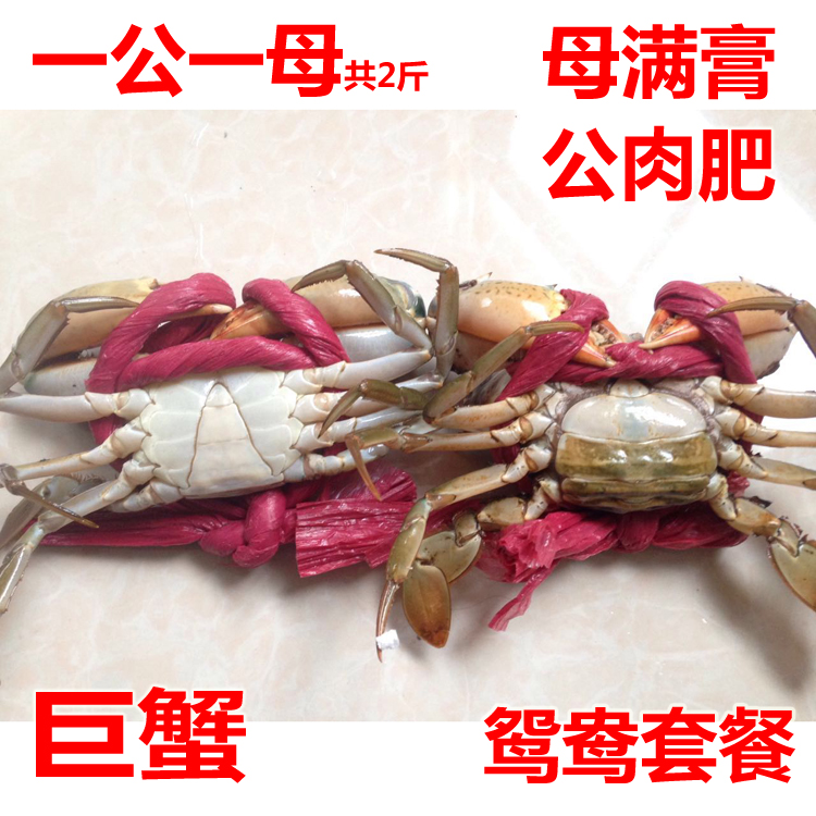 野生青蟹包肥包活 香辣蟹公母蟹配红鲟红膏蟹 海蟹一公一母共2斤