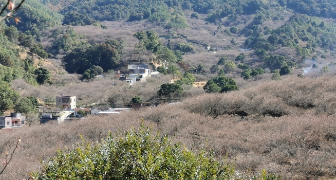 陆河世外梅园景区